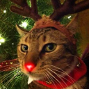 avatar ᱬ 𝔅𝔯𝔞𝔡𝔶 ᱬ