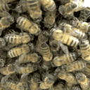 avatar Yes Hai Am OωO®