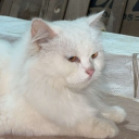 avatar ɢᴏᴅꜰᴀᴛʜᴇʀ