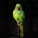 .fuglen
