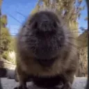 Аватар bobrik228335