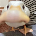 Discord Avatar