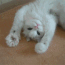 avatar 𝗕𝗿𝗶𝘀𝗶𝘁𝗮