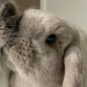 avatar Joya | La Bunnyta