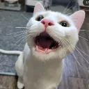 catsukisuki avatar