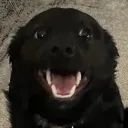 saxhocreateurfou