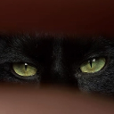 avatar N A M E L E S S