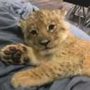 avatar القوااأص 🍁 .