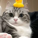 Аватар ma1zzer