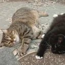 ar4ikcat