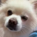 taohuuuu