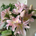 avatar 🐊     elliana