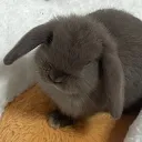 bumblecher
