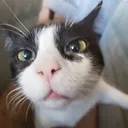 cataa4577