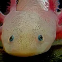 axolotl8748