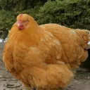 bigfatchicken_