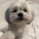 avatar 𓆩 amor 𓆪