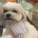 avatar 𓆩 amor 𓆪