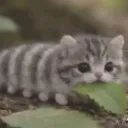snickersssi