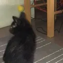 despacito_rotten avatar