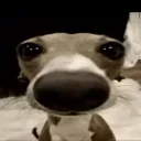 mimemamomu123 avatar