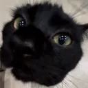 thecathee