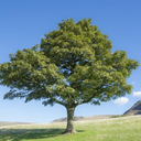 astralbolla