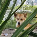 dddingo_