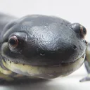 salamoonder