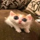 u__d