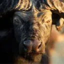 .gradedbuffalo