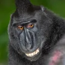 maurilao