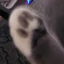 lilaclexi