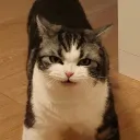 corgitaco