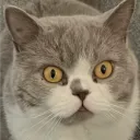 nickcymru