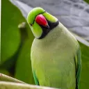 infy_308 avatar