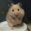minchihikiniku