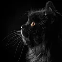 dark091188