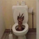 avatar AbsoluteNovice