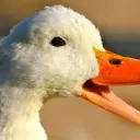 mrduck12389073