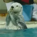 ottersaresupreme