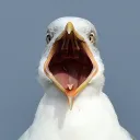 sea_gull9302