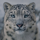 _tigerchen