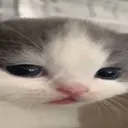 mono_anonim