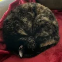 zfnqrzjt