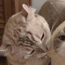 avatar tee   𐔌՞. .՞𐦯