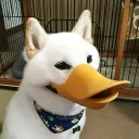 quackslikeadoug