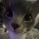 elliefantt