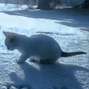 avatar ᶻ 𝗓 𐰁 .ᐟ