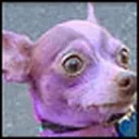purpledogg